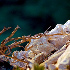 Bois mort, rochers et tissus - France  - collection de photos clin d'oeil, catégorie plantes